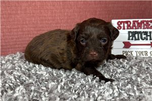 George - puppy for sale