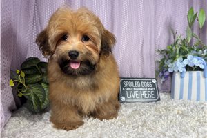Herman - Havapoo for sale