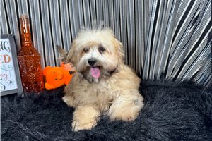 Hunter - Havapoo for sale