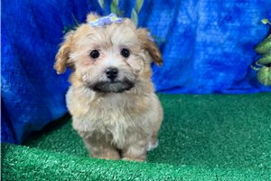 Holland - puppy for sale