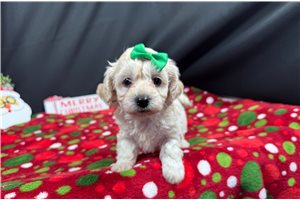 Darla - puppy for sale