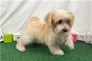 Derek - Havapoo for sale