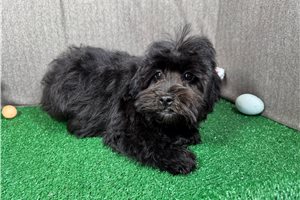 Ericson - Havapoo for sale