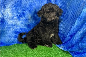 Gato - Havapoo for sale