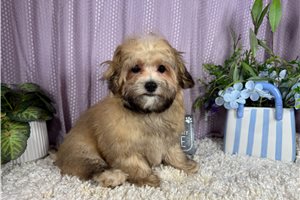 Hunter - Havapoo for sale