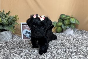 Geraldine - Havapoo for sale
