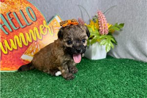 Hannah - Havapoo for sale