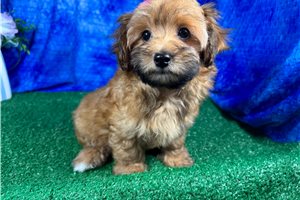 Helena - puppy for sale