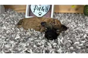 Hillary - puppy for sale