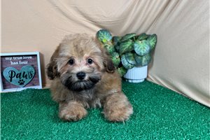 Herman - Havapoo for sale
