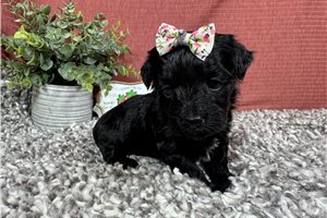 Geraldine - puppy for sale