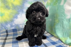 Gato - Havapoo for sale