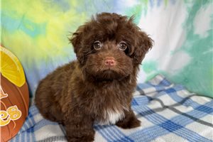 George - Havapoo for sale