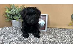 Gavin - Havapoo for sale