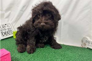 Evander - Havapoo for sale