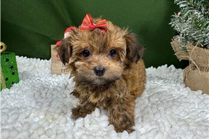 Carmen - Havapoo for sale