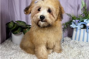 Holland - puppy for sale