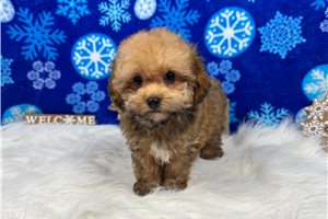 Cooper - Havapoo for sale