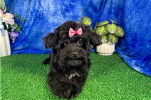 Geraldine - Havapoo for sale