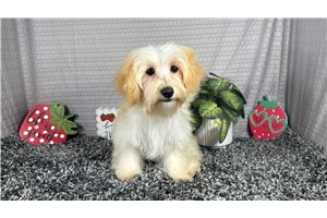 Derek - Havapoo for sale