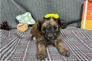 Callie - Havapoo for sale