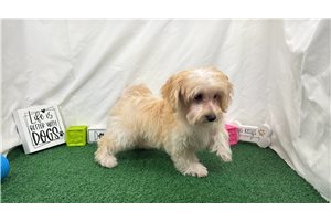 Derek - Havapoo for sale
