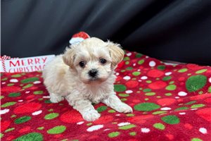 Dino - puppy for sale