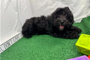 Ericson - Havapoo for sale