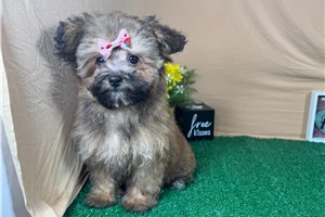 Hannah - Havapoo for sale