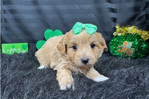 Charlotte - Havapoo for sale