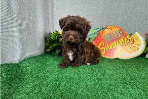 George - Havapoo for sale