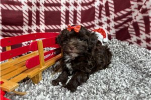 Esme - puppy for sale