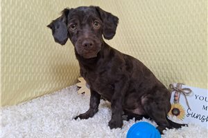 Evander - Havapoo for sale