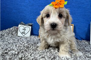 Chloe - Havapoo for sale