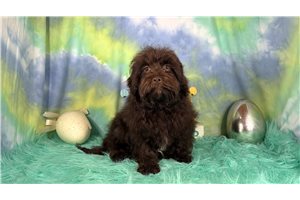 Evander - Havapoo for sale