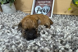 Holland - puppy for sale