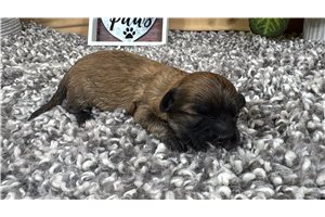 Hunter - puppy for sale