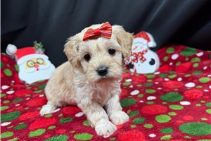 Deliliah - puppy for sale