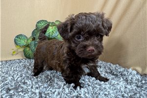 George - Havapoo for sale