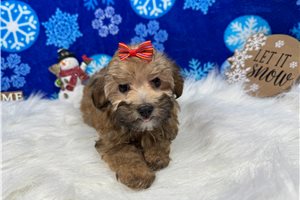 Celine - Havapoo for sale