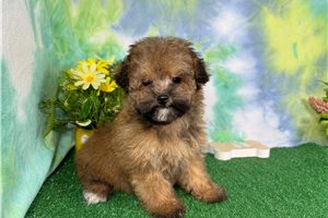 Hannah - Havapoo for sale