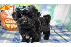 Geraldine - Havapoo for sale