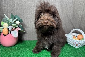 Evander - Havapoo for sale