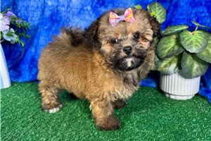 Hannah - puppy for sale
