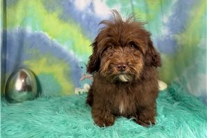 Easton - Havapoo for sale