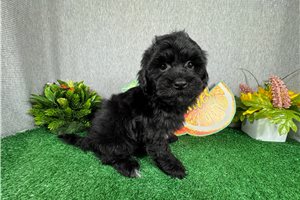 Gato - Havapoo for sale