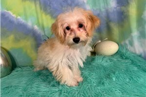 Derek - Havapoo for sale