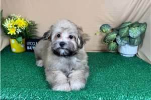 Hunter - Havapoo for sale