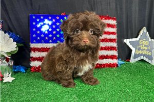 George - Havapoo for sale