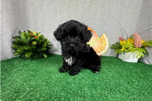 Geraldine - Havapoo for sale